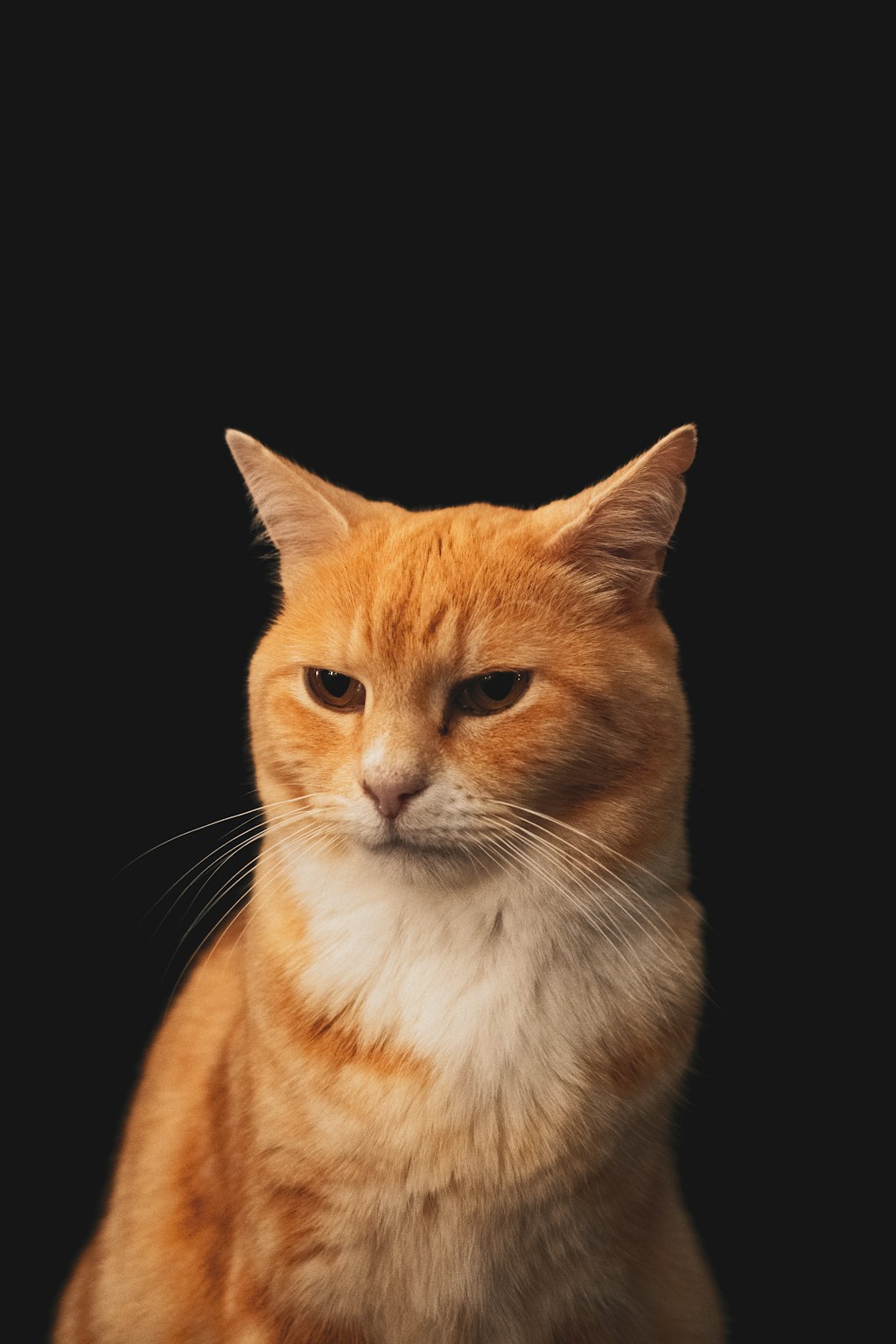 An orange tabby cat portrait in warm light