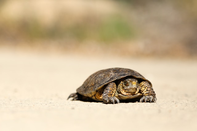 A desert tortoise walking across pale sand
