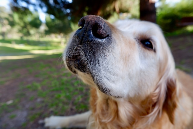 A golden retriever leaning in close to the camera