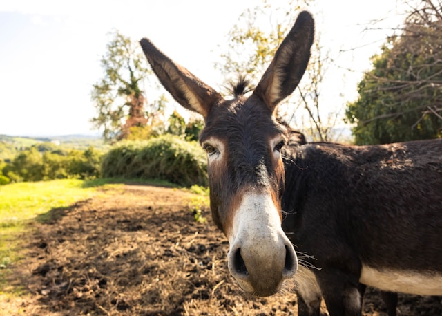 A curious donkey looking into the camera